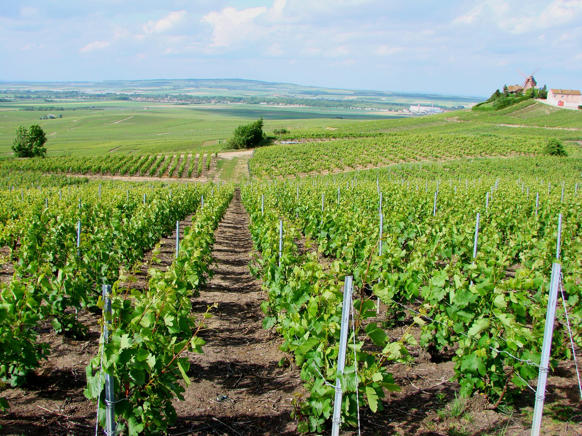 Champagne landscapes